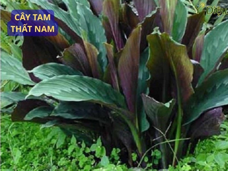 Cây tam thất nam Là vị thuốc quý trong y học cổ truyền Việt Nam